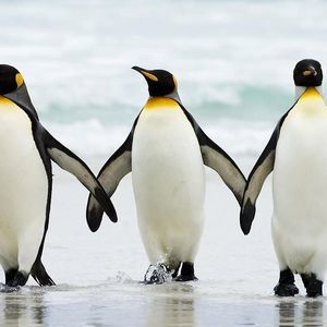 Meet your Posher, Griffin